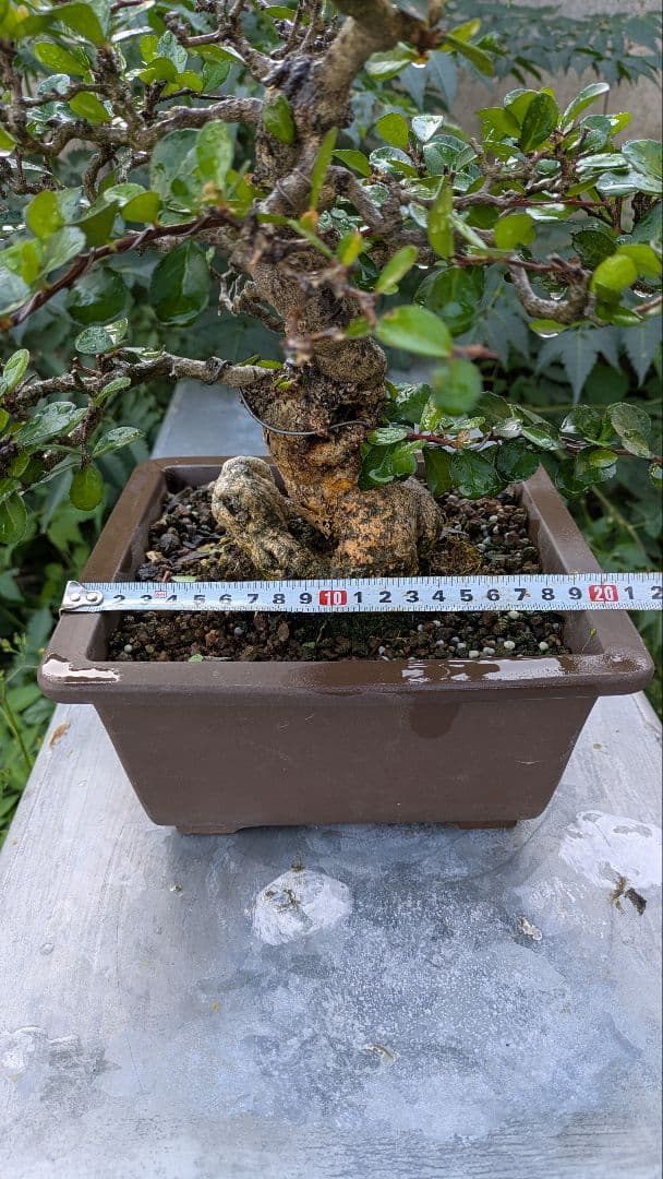 ハリツルマサキ盆栽